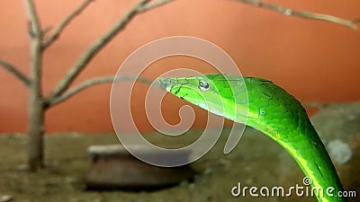 Opheodrys green snake on nature Stock Photo