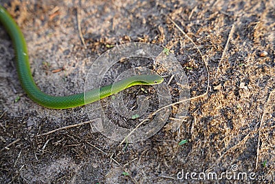 Opheodrys smooth green grass snake slithers through the dry grass Stock Photo