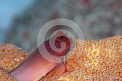 Ophioblennius macclurei, the redlip blenny Stock Photo