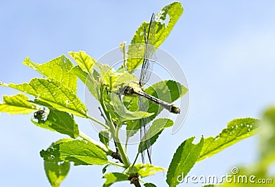 Ophiogomphus cecilia. Dragonfly Stock Photo