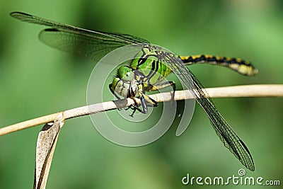 Ophiogomphus cecilia,close-up photo Stock Photo