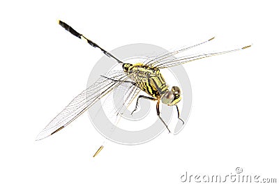 Ophiogomphus cecilia. Green Snaketail dragonfly on a white background. Stock Photo