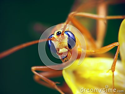 Ophion (Family Ichneumonidae) Stock Photo