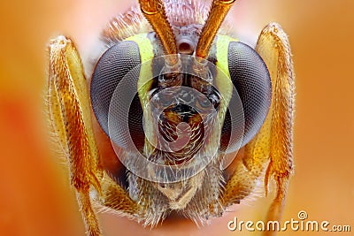 Ophion luteus extreme close-up Stock Photo