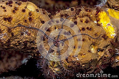 Sponge brittle star,marine ,invertebrate Stock Photo