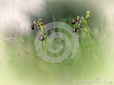 Ophrys speculum in a meadow. Extremadura, Spain Stock Photo