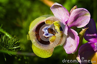 Ophrys Tenthredinifera Stock Photo