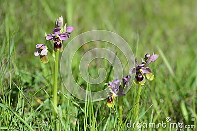 Ophrys tenthredinifera or bee flower orchid Stock Photo