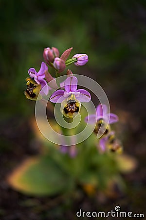 Ophrys tenthredinifera, Sawfly OrchidGargano in Italy. Flowering European terrestrial wild orchid, nature habitat. Beautiful Stock Photo