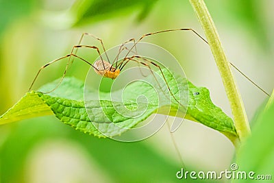 Opilio canestrinii spider resting on a green leaf Stock Photo