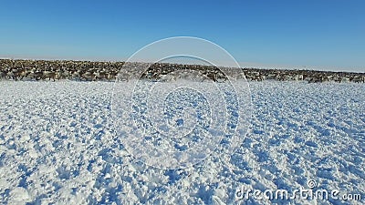 Opinión aérea la manada del reno, que corrió en nieve en tundra almacen de video Opinión aérea la manada del reno, que corrió en nieve en tundra almacen de video