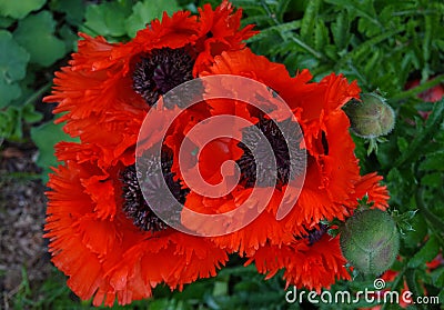 Opium poppy or Breadseed poppy Stock Photo