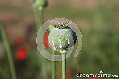 Opium Poppy Stock Photo