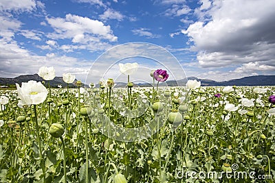 Opium Poppy Field Turkey / Denizli agriculture view Stock Photo