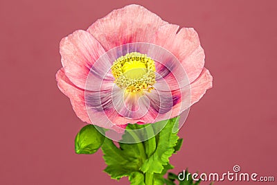 Opium poppy flower Stock Photo