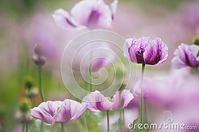 Opium Poppy Stock Photo