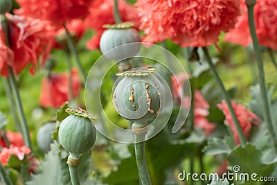 Opium poppy pods with opium latex ready to harvest Stock Photo