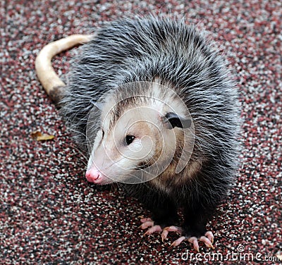 Opossum Stock Photo