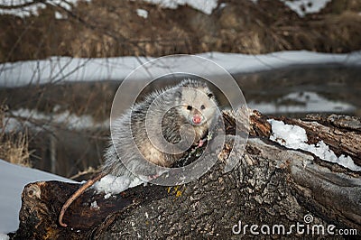 Opossum Didelphimorphia Looks Out From Atop Log Stock Photo