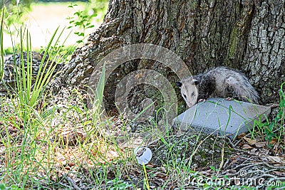 Opossum Hiding Behind a Tree in a Park Stock Photo