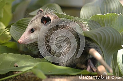 Opossum hiding Stock Photo