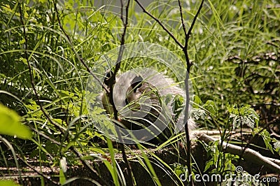 Opossum hiding in the grass Stock Photo