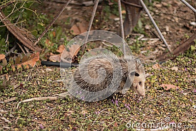 Opossum Stock Photo