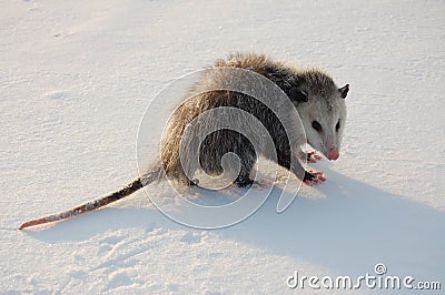 Opossum in the Snow Stock Photo