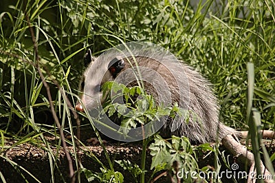 Opossum Stock Photo