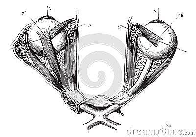 Optic chiasm and eye muscles, vintage engraving Vector Illustration