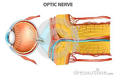 The Optic Nerve. Vector Illustration