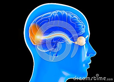 Optic nerve, section of the brain seen from the side. Nerve injury. Poor eyesight. Optic neuritis Stock Photo