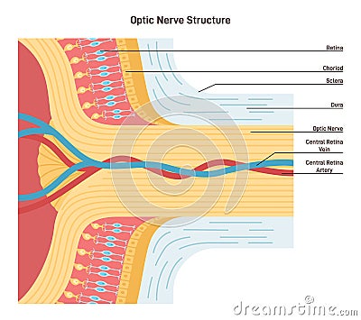Optic nerve structure. Bundle of nerve fibers that transmit visual information Cartoon Illustration