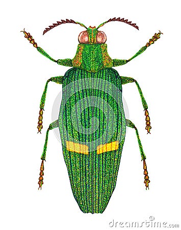 Opulent jewel beetle Cartoon Illustration