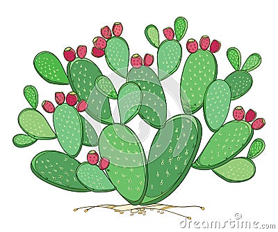 Vector bush of outline Indian fig Opuntia plant or prickly pear cactus, red fruit and spiny stem in green isolated on white. Vector Illustration