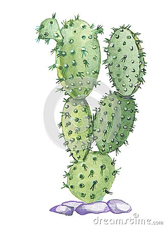 Opuntia Stock Photo