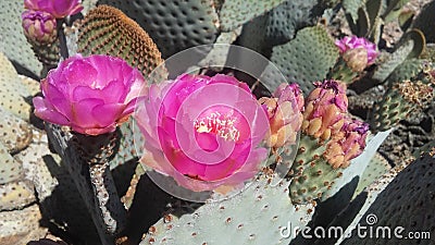 Opuntia Basilaris Cactus Blossoming in Desert in Bright Sunlight in Spring in Phoenix, Arizona. Stock Photo