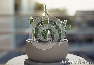 Opuntia or Bunny ears cactus in a gray ceramic pot Stock Photo