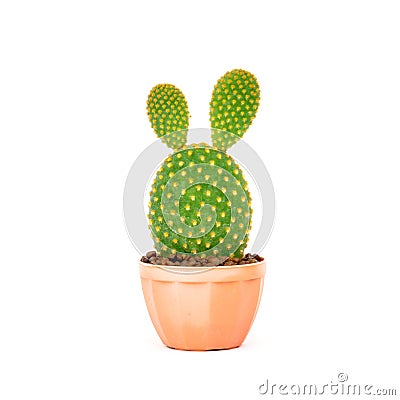Opuntia cactus in brown pot isolated on white background Stock Photo