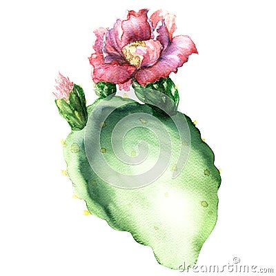 Opuntia cactus with flower isolated, watercolor painting Stock Photo