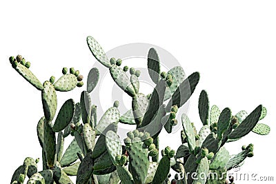 Opuntia cactus isolated on white background. Cactus field. Sabres, fruits of Opuntia ficus-indica. Barbary fig, cactus pear, Stock Photo