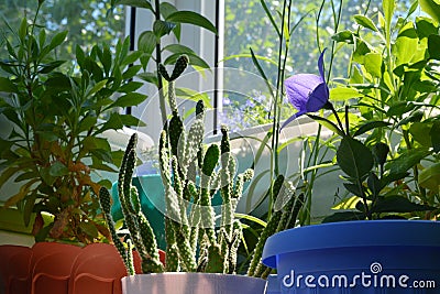 Opuntia cactus, platycodon flower and osteospermum in balcony greening. Stock Photo