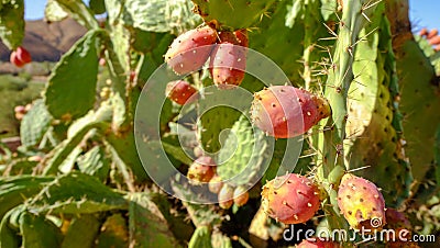 Opuntia, commonly called prickly pear, in the cactus family Cactaceae, Morocco Stock Photo
