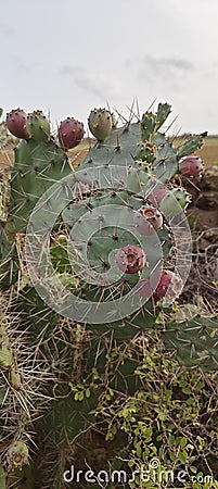 Opuntia ficus-indic testy hybrid cactus Stock Photo