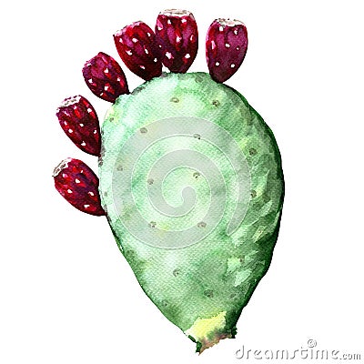 Opuntia ficus indica cactus with fruit Stock Photo