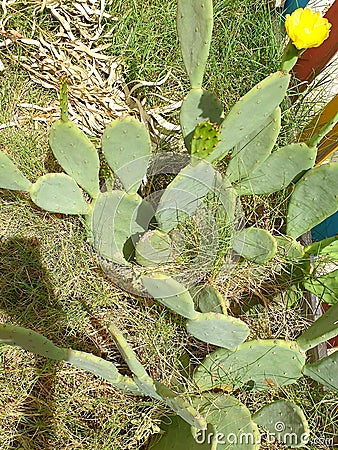 Opuntia humifusa plant Stock Photo