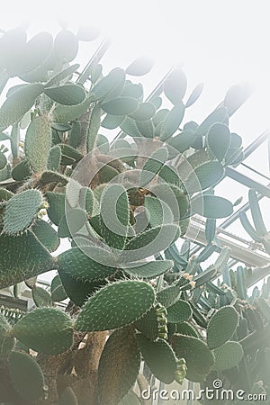 Opuntia leucotricha or arborescent pricklypear growing Stock Photo