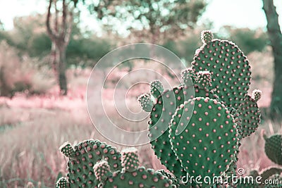 Opuntia Microdasys cactus in prairies landscape background with field grass trees. Beautiful tranquil idyllic nature scene Stock Photo