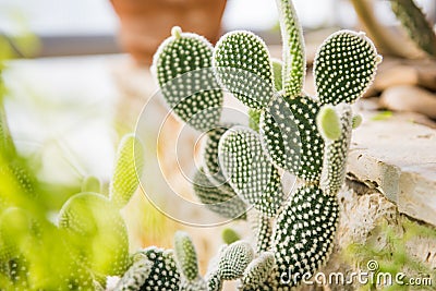 Opuntia microdasys Stock Photo