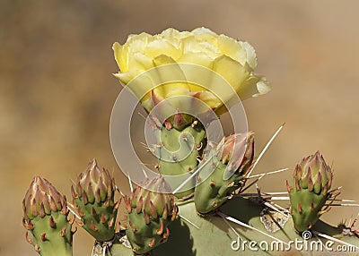 Prickly Pear Cactus Opuntia phaeacantha Flower Stock Photo